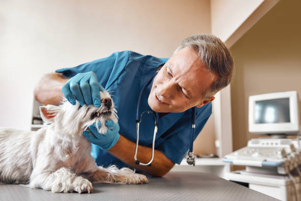 Best Same-Day Emergency Dentist in Clute, TX